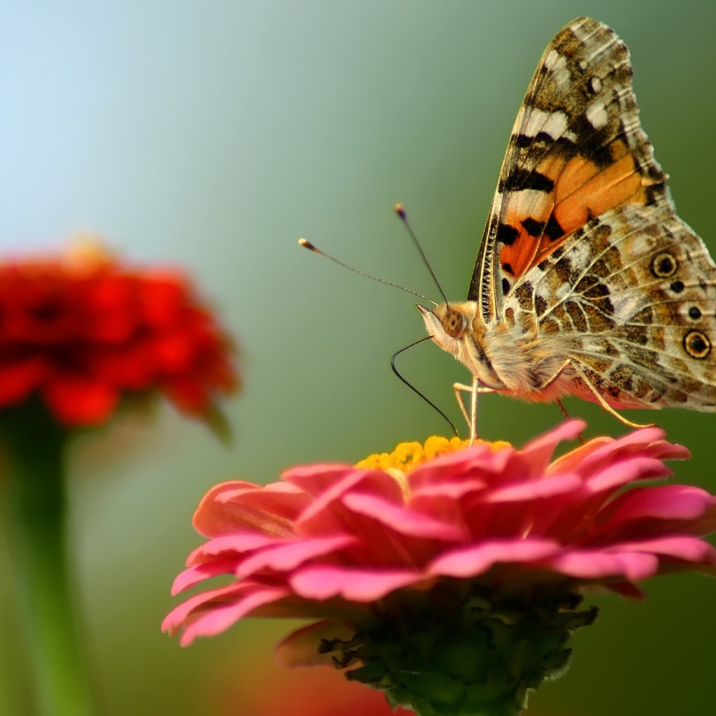 Бабочка на красном цветке