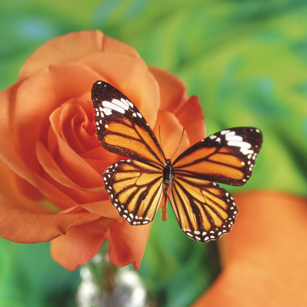 Бабочка на красной розе