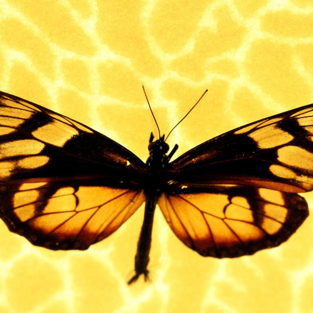 Бабочка на желтом фоне