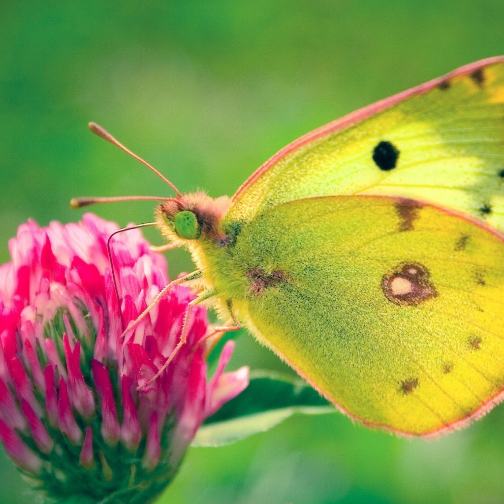 Бабочка на клевере