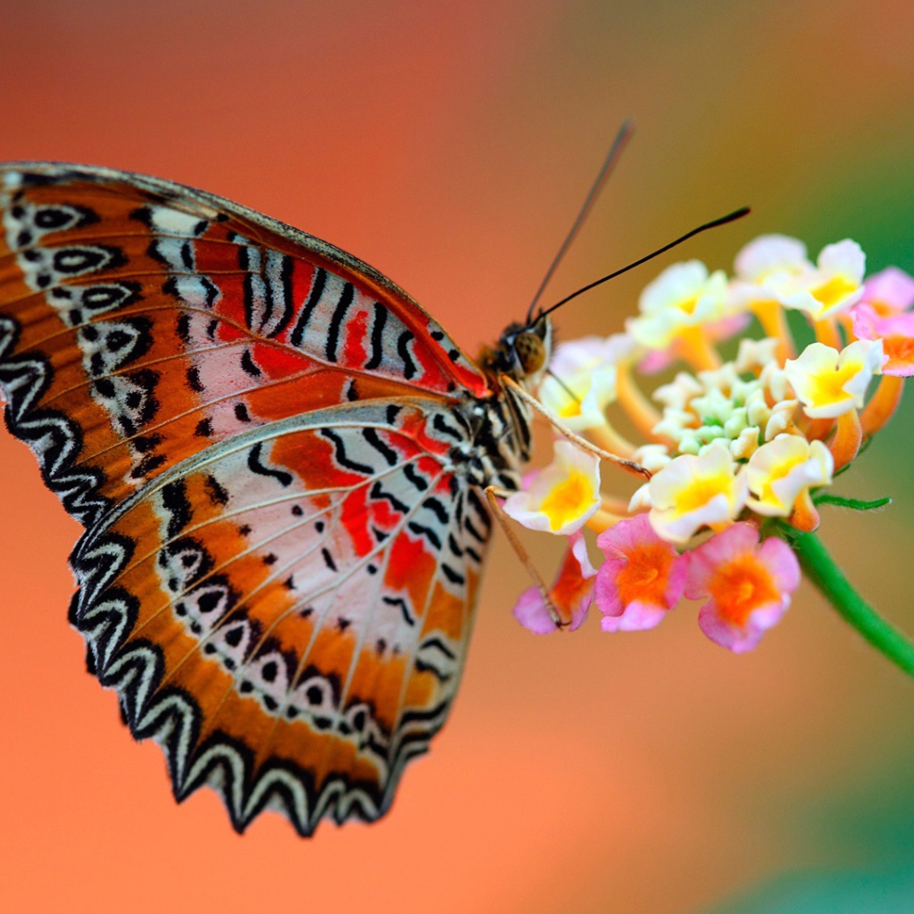 Бабочка на цветке