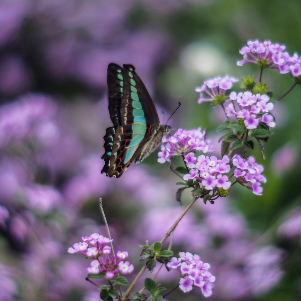 Бабочка на сиреневых цветках