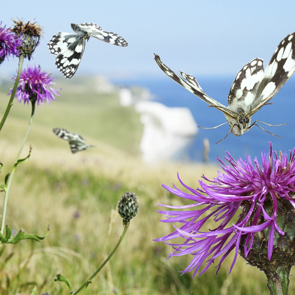 Бабочка садится на цветок