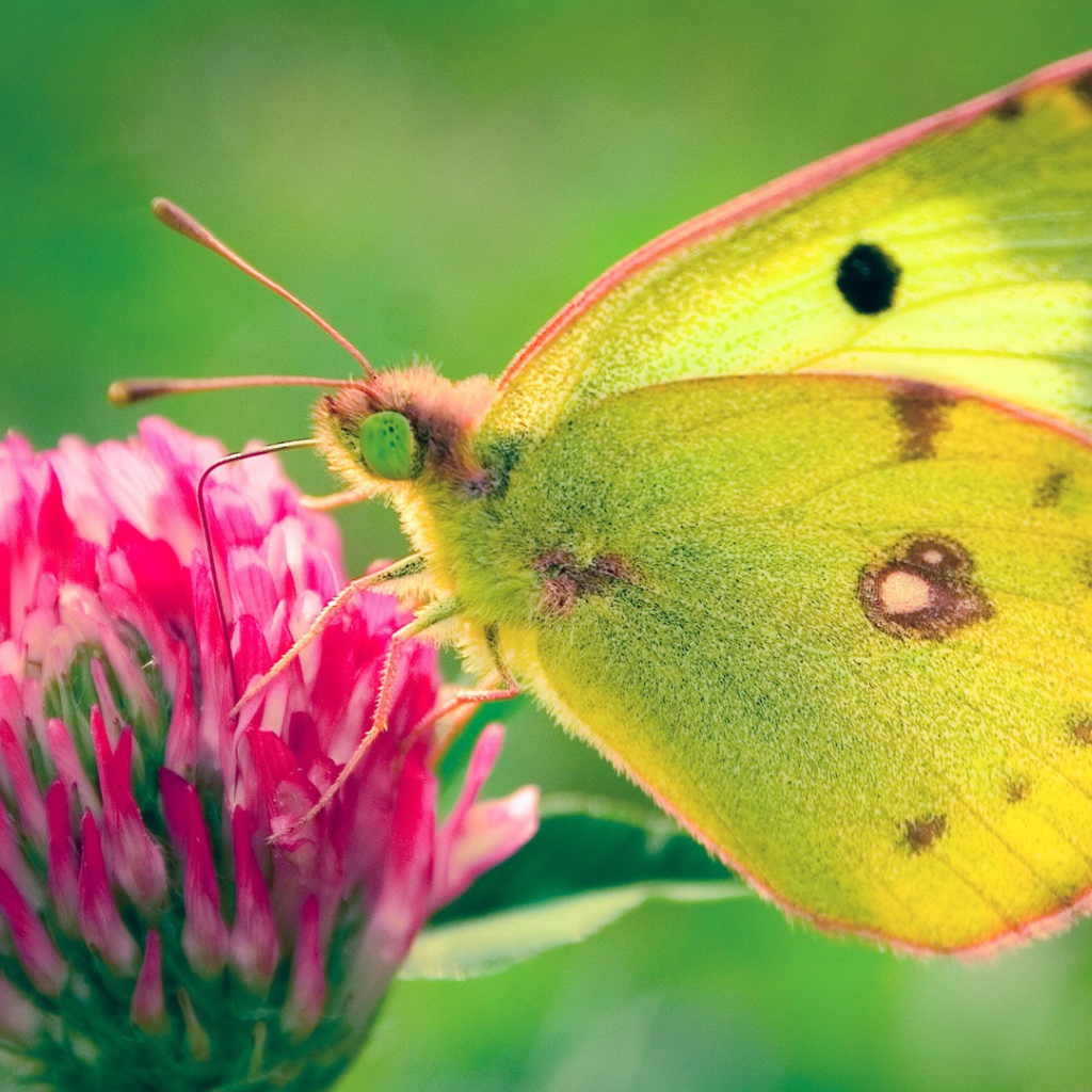 Бабочка в поле