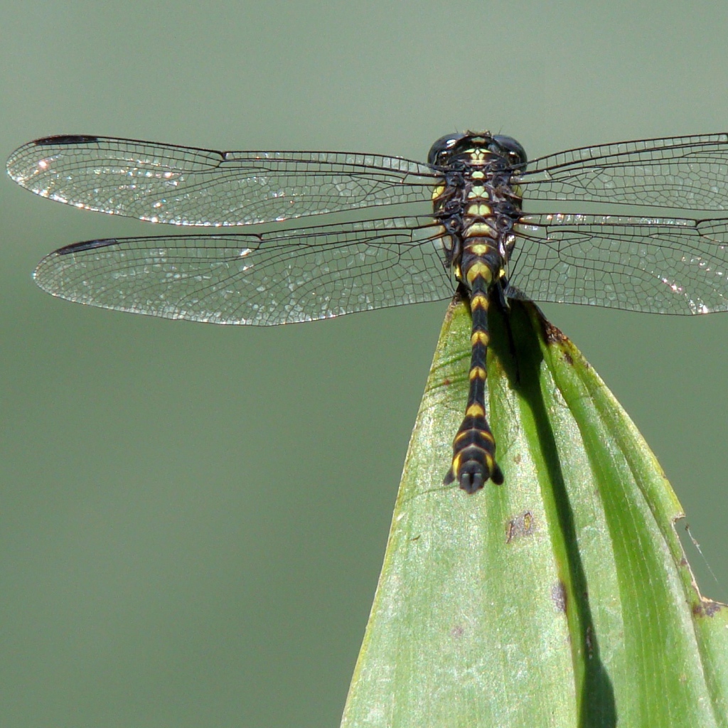 Стрекоза на кончике листа