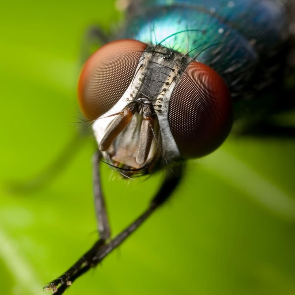 Летающий глазастик