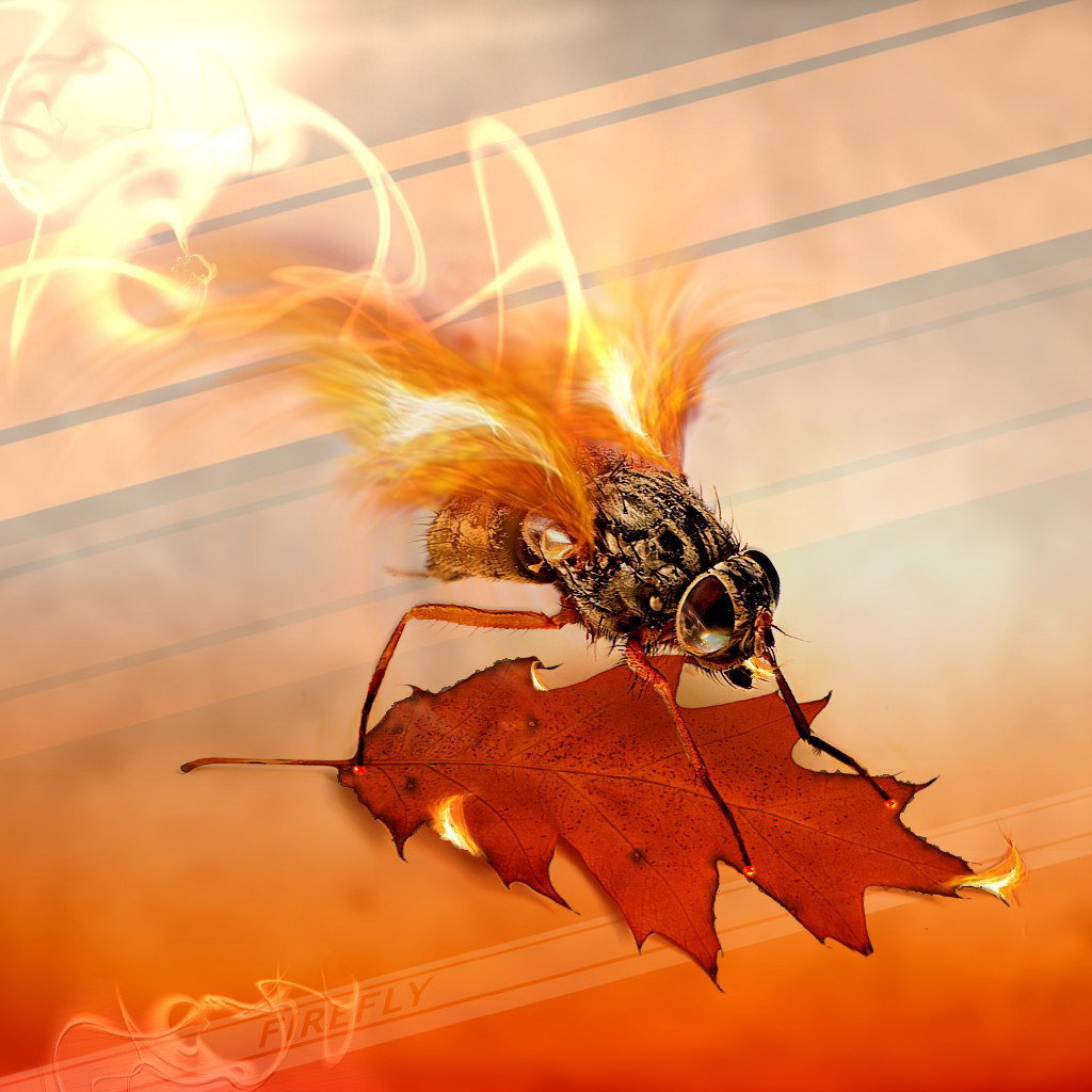 Муха с огненными крыльями