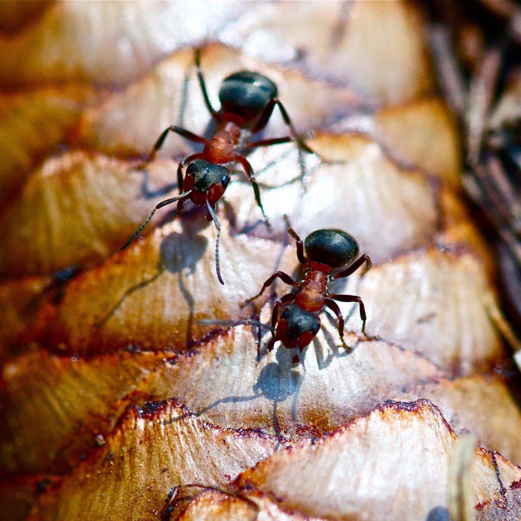 Лесные муравьи