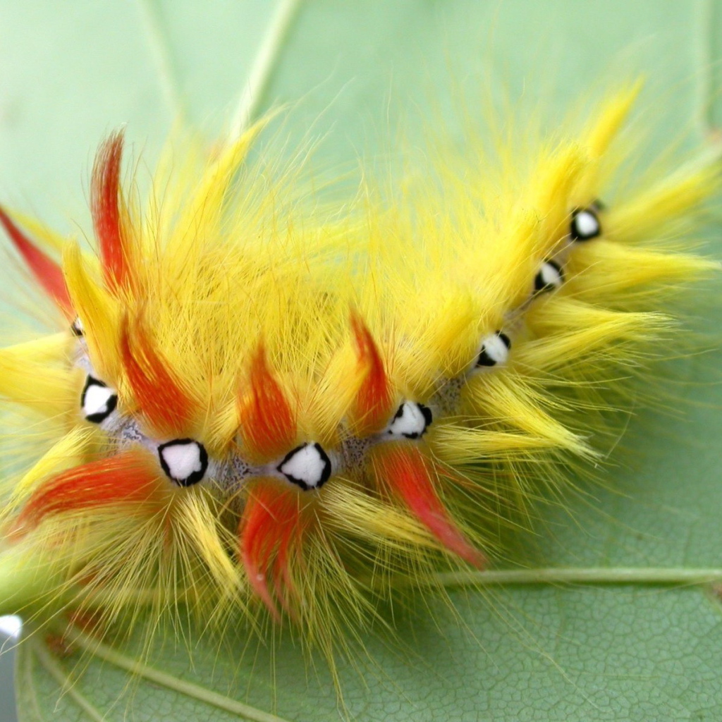 Мохнатая гусеница