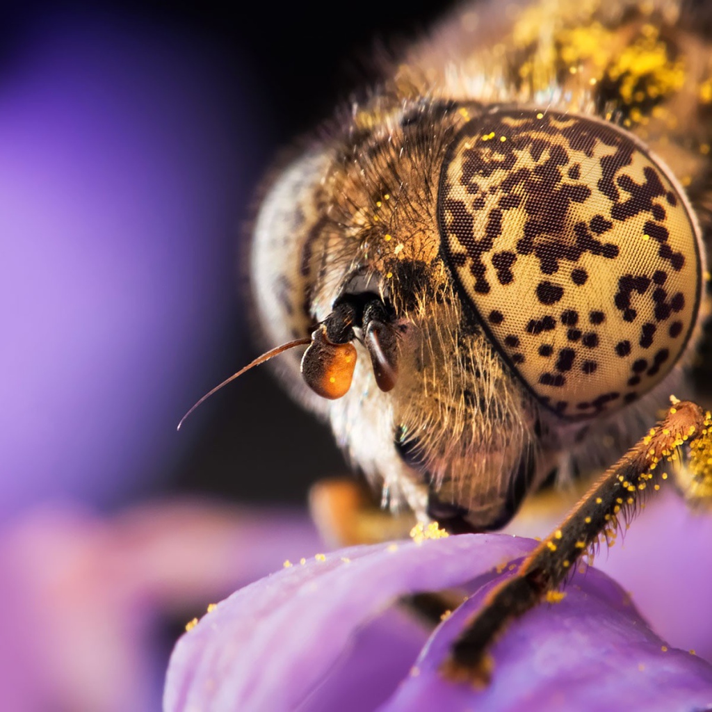 Голова пчелы