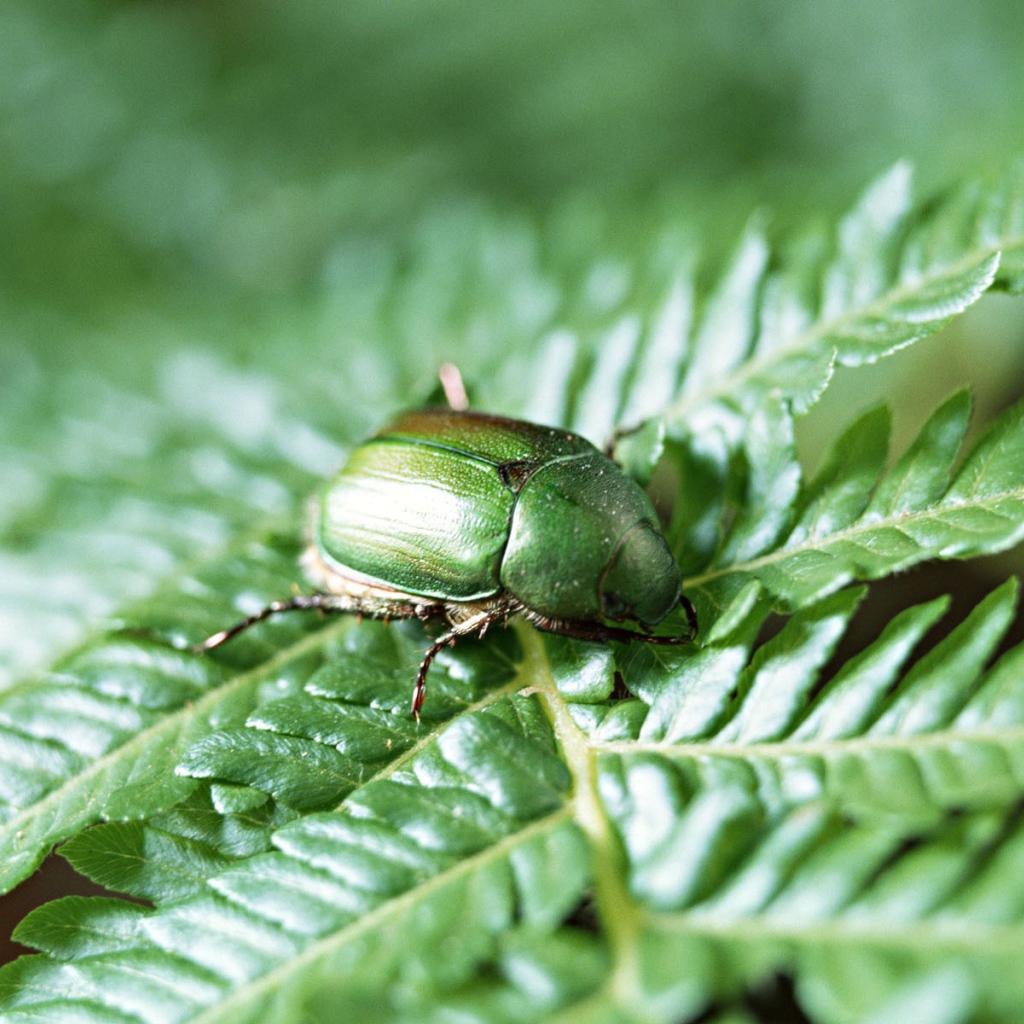 Японский жук