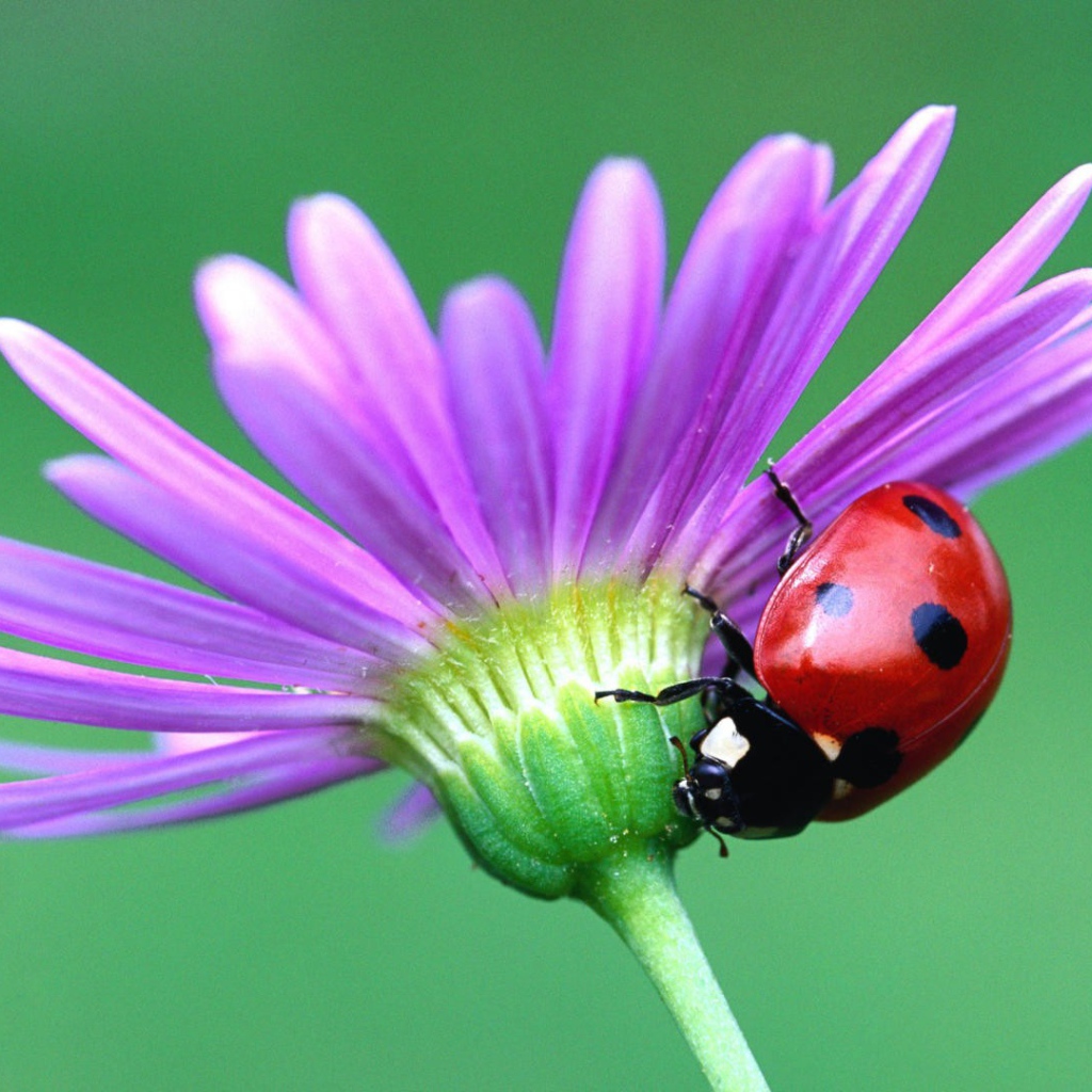 Божья коровка на цветке