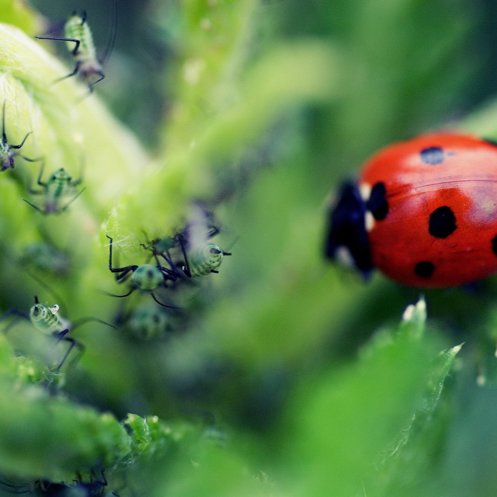 Божья коровка и тля
