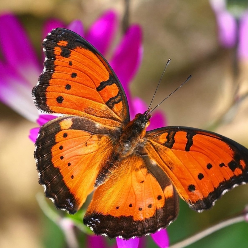 Бабочка в Лондоне