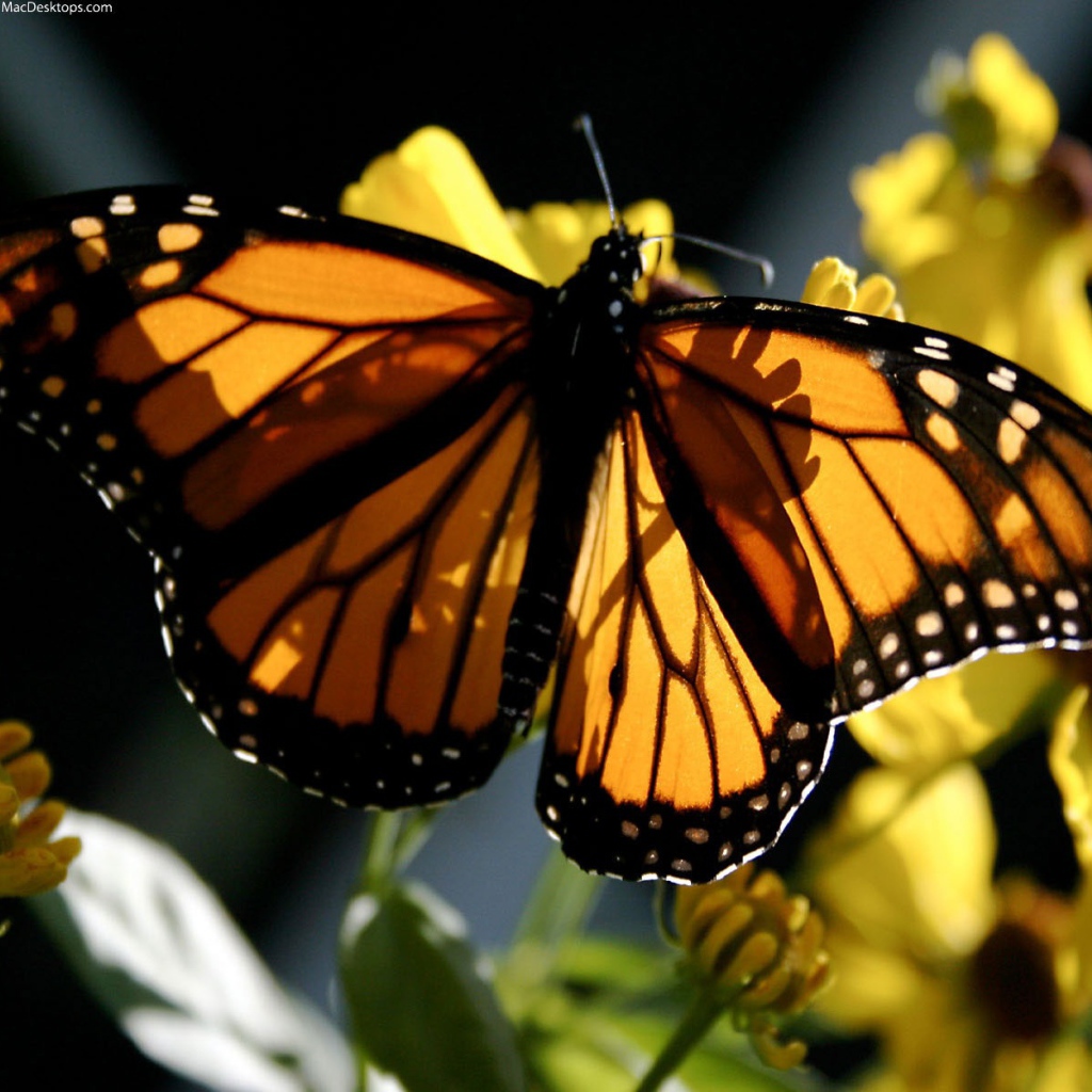 Бабочка Монарх