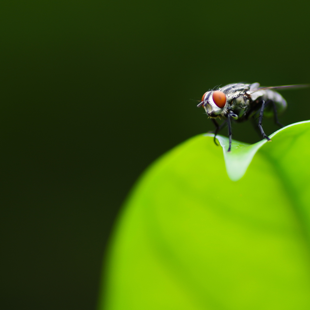 Фотогеничная муха