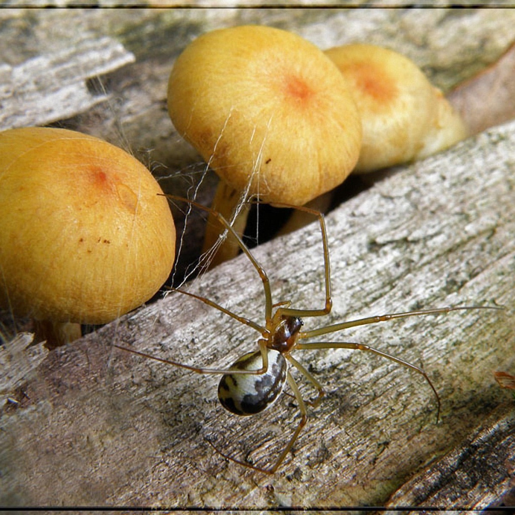 Паук и грибы