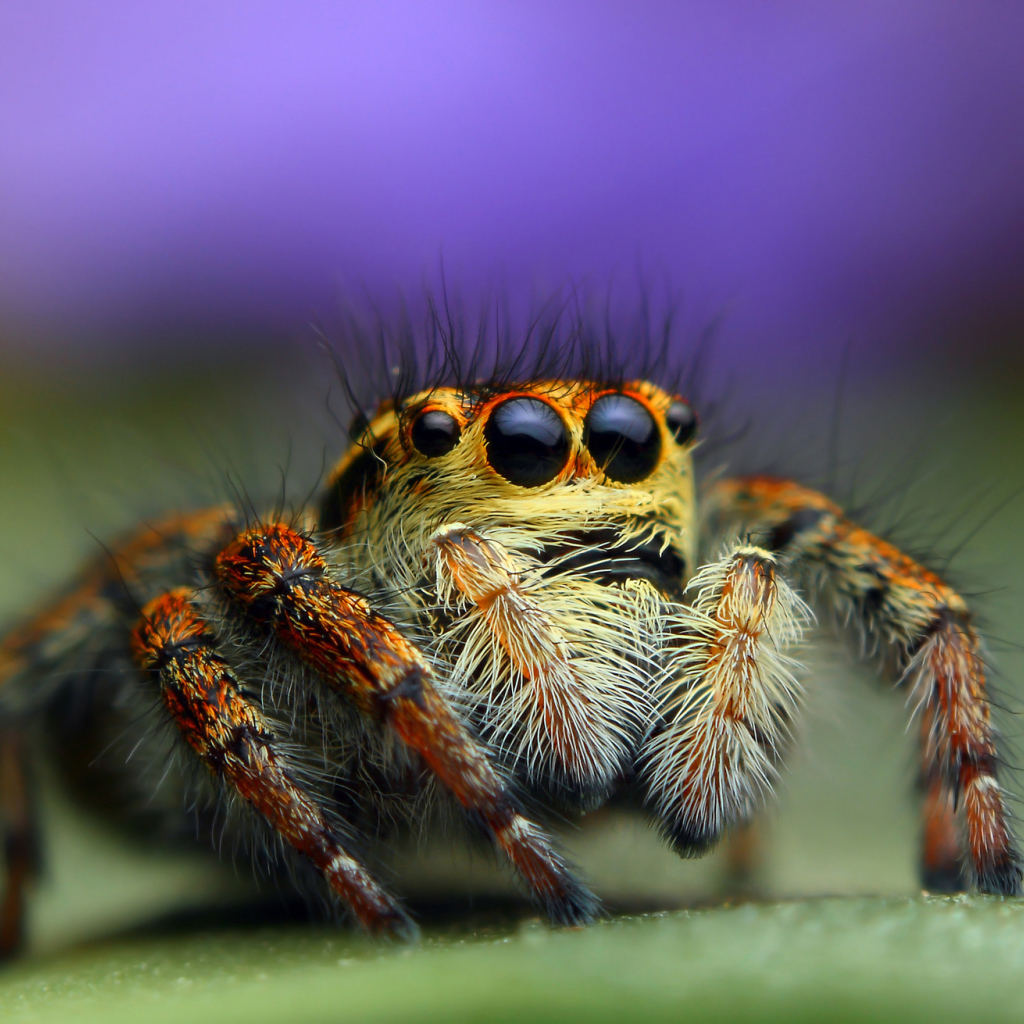 Паук джампер