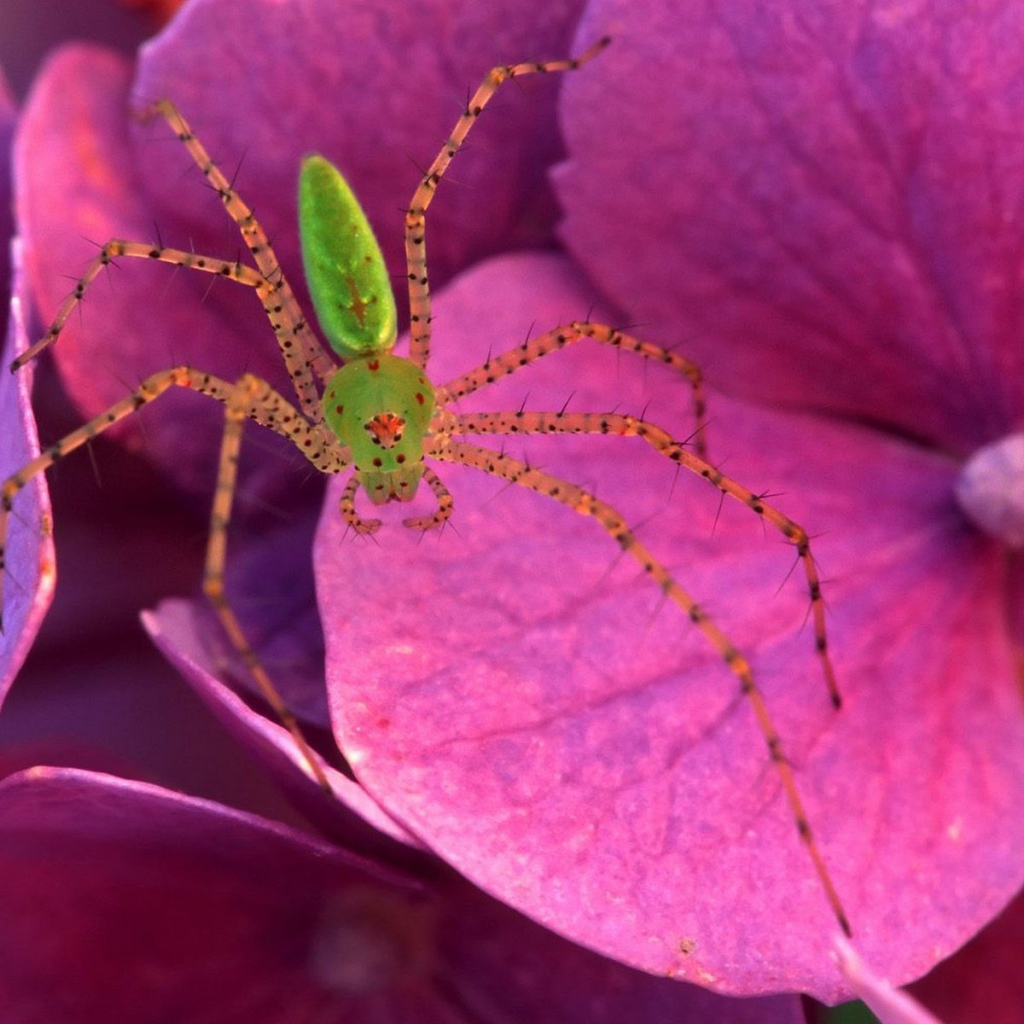 Паук на розовых цветках