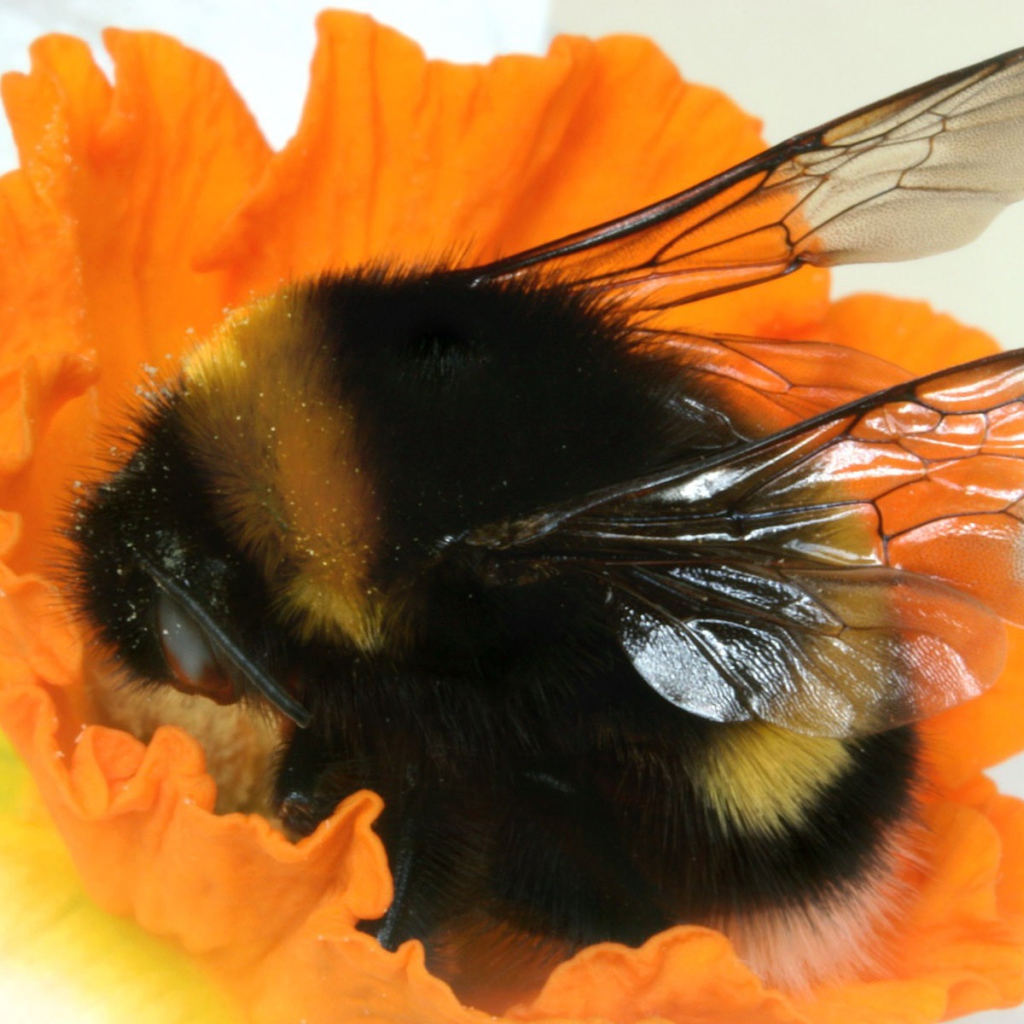 Шмель на цветке