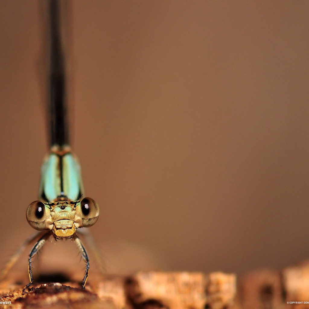 Глаза стрекозы