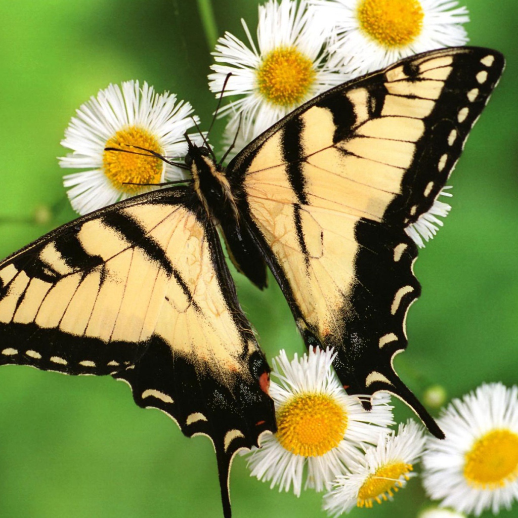 Тигровая бабочка