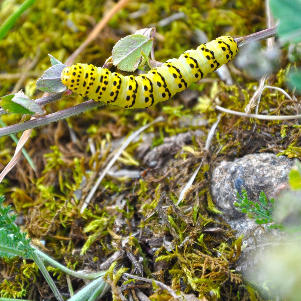 Желтая гусеница