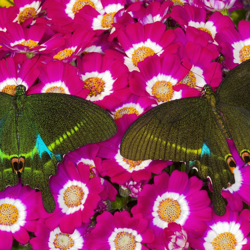 Бабочки на розовых цветах
