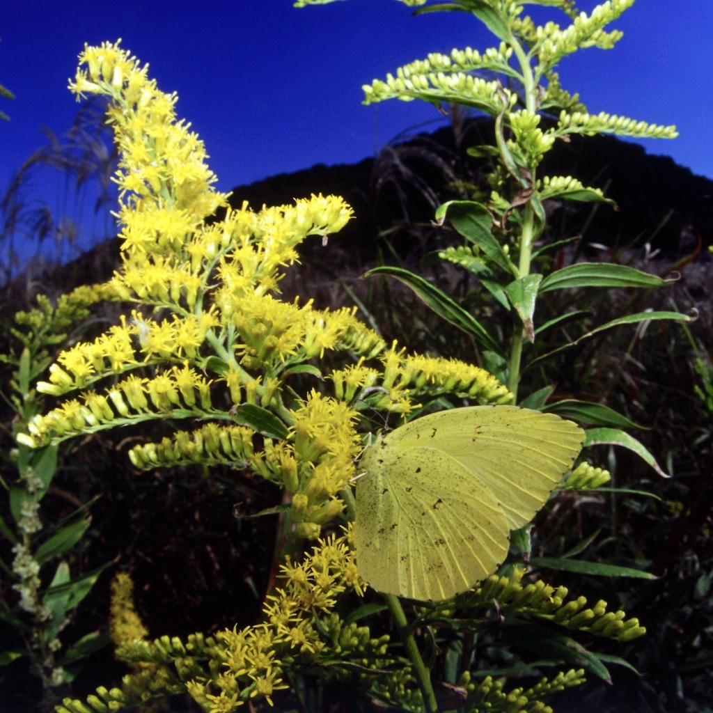 Бабочка на желтом цветке