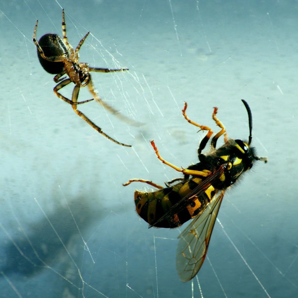 Паук и его добыча