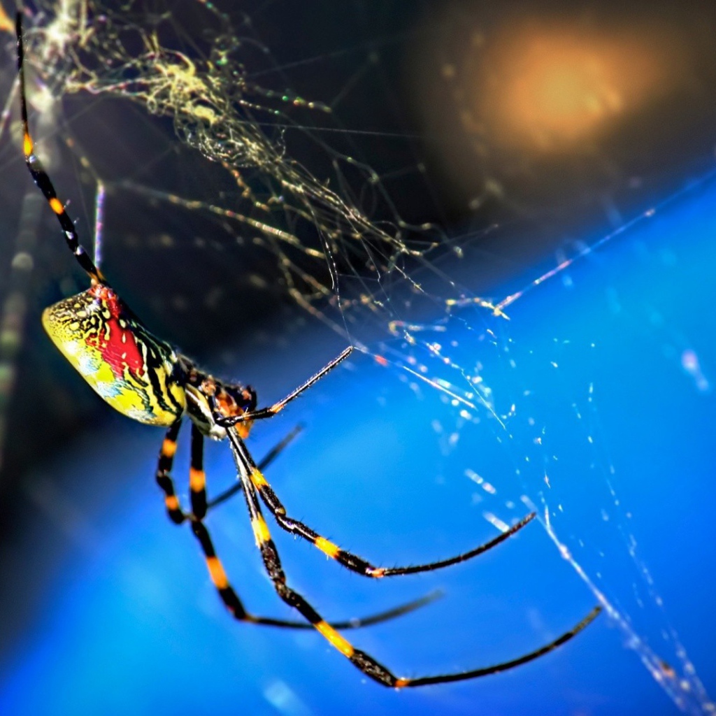 Паук плетет паутину