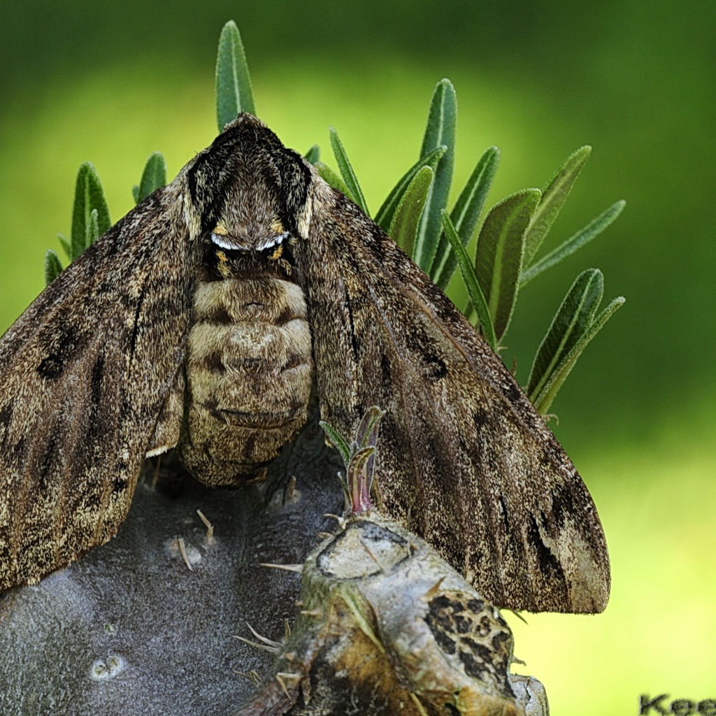 Большая серая моль
