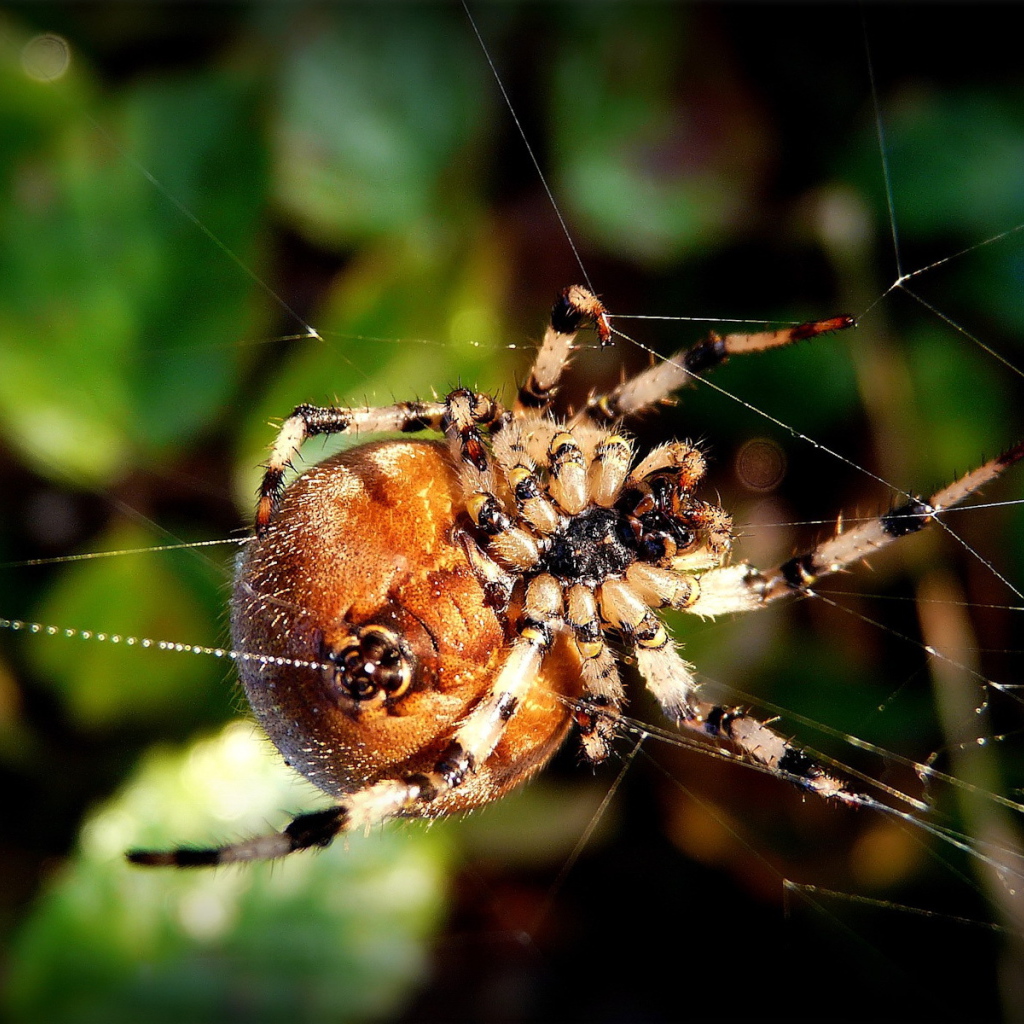 Круглый паук