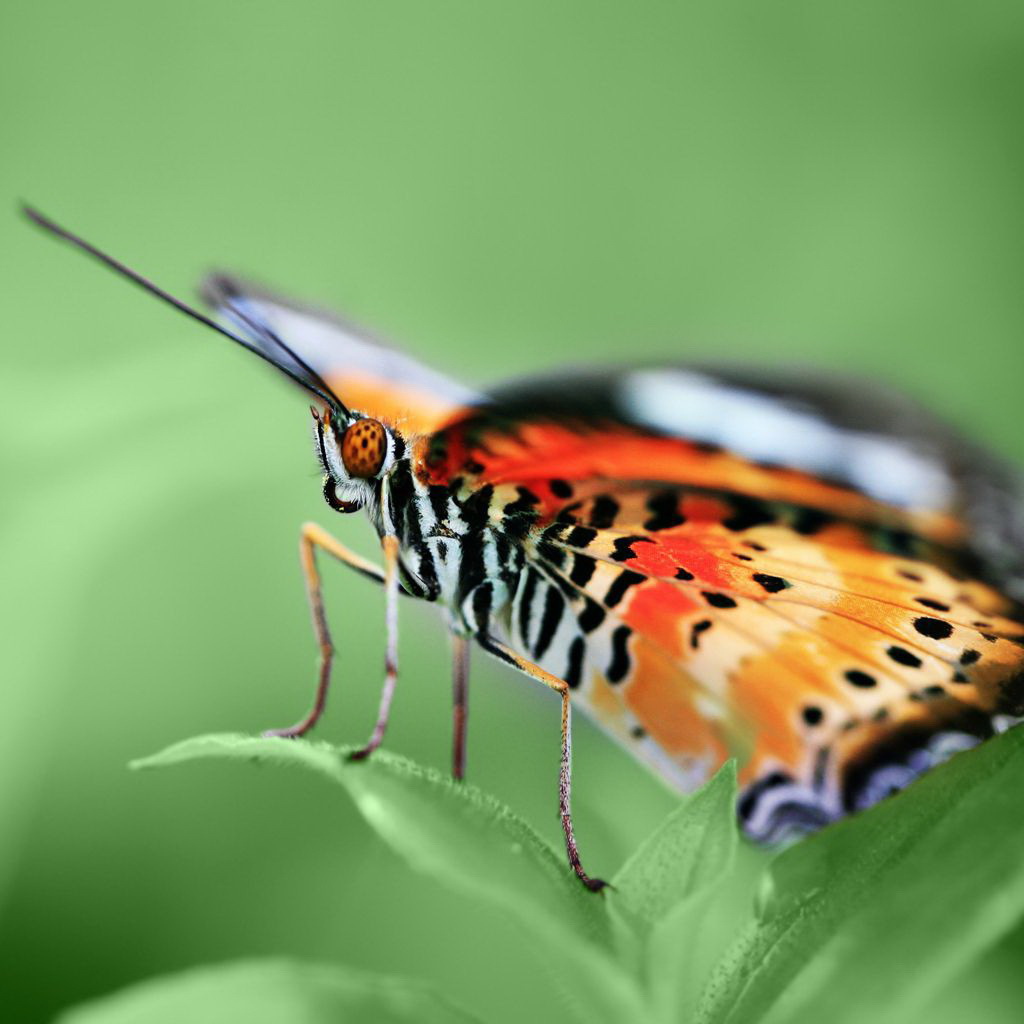 	   Beautiful butterfly on a leaf
