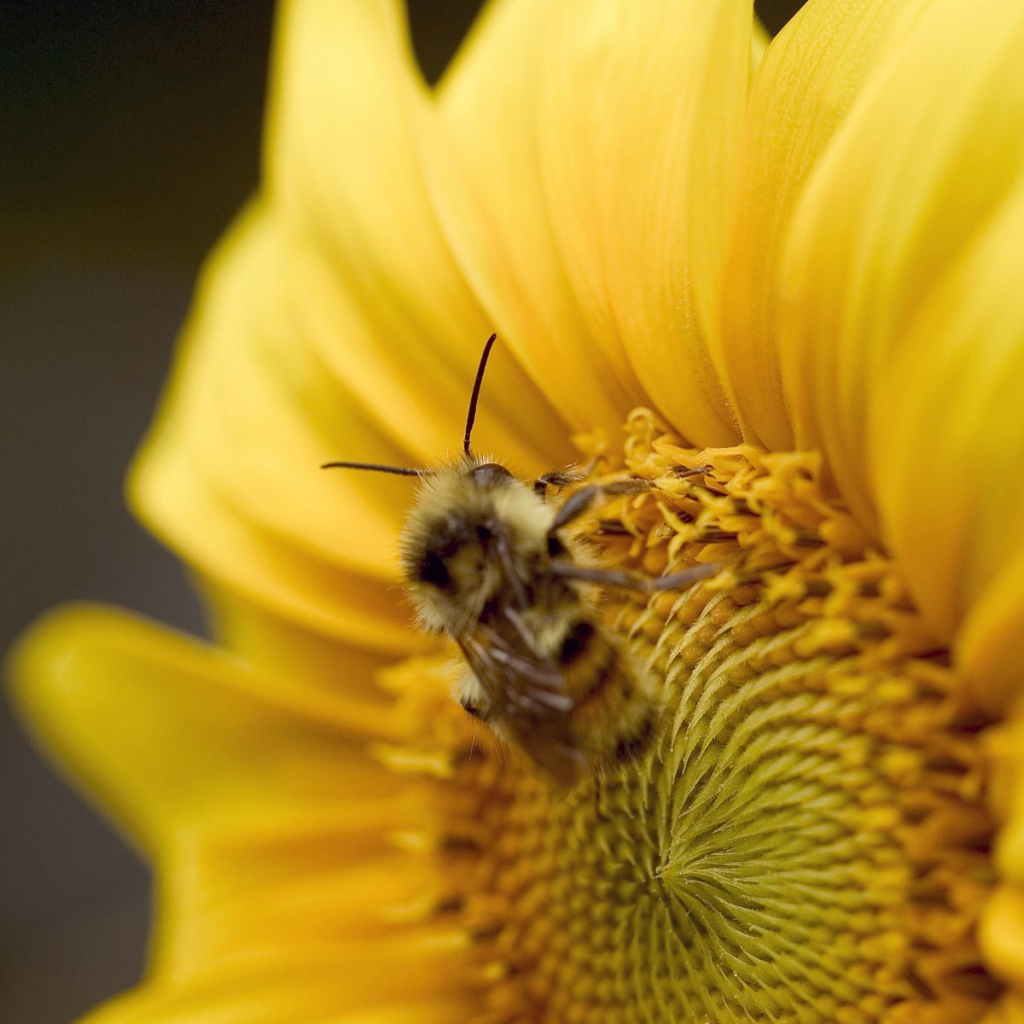 Пчела на желтом цветке