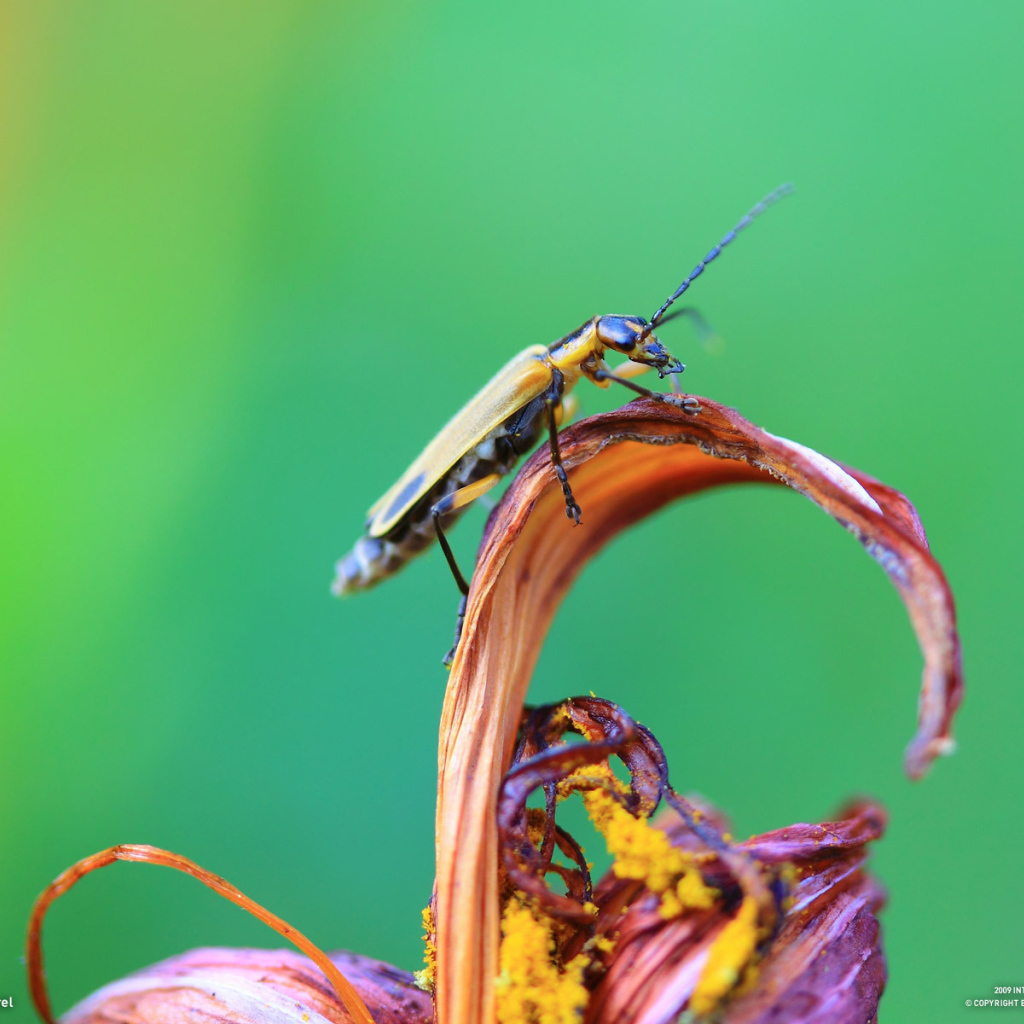 Жук сидит на цветке