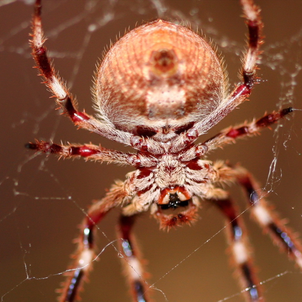 Большой паук