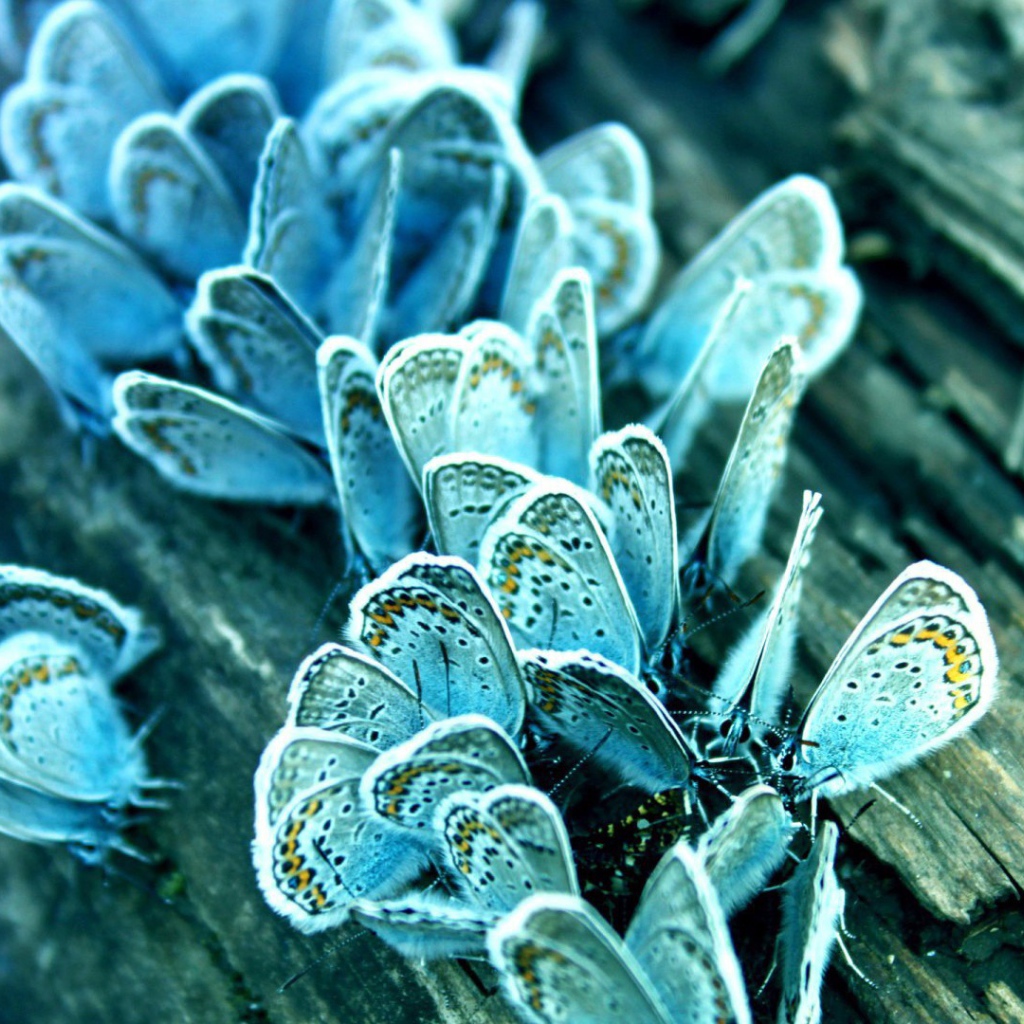 Голубые бабочки