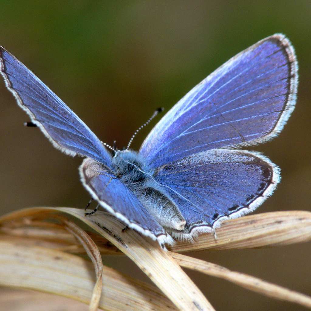 Голубая бабочка на листке