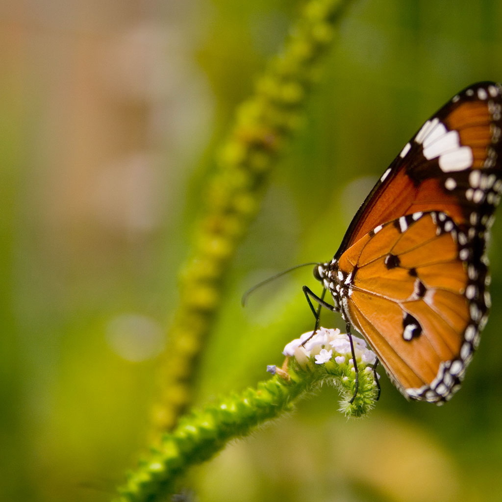 Коричневая бабочка на цветке