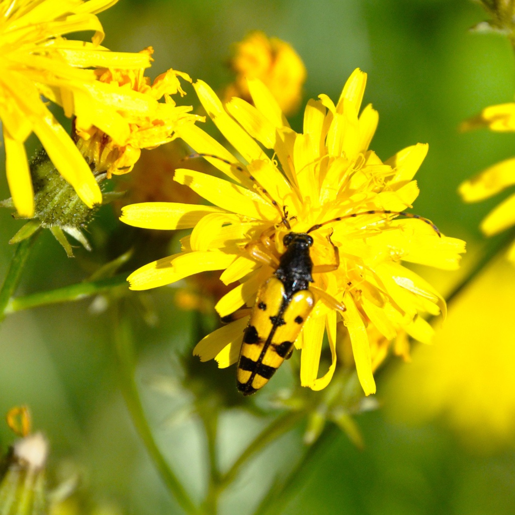 Жук на желтом цветке