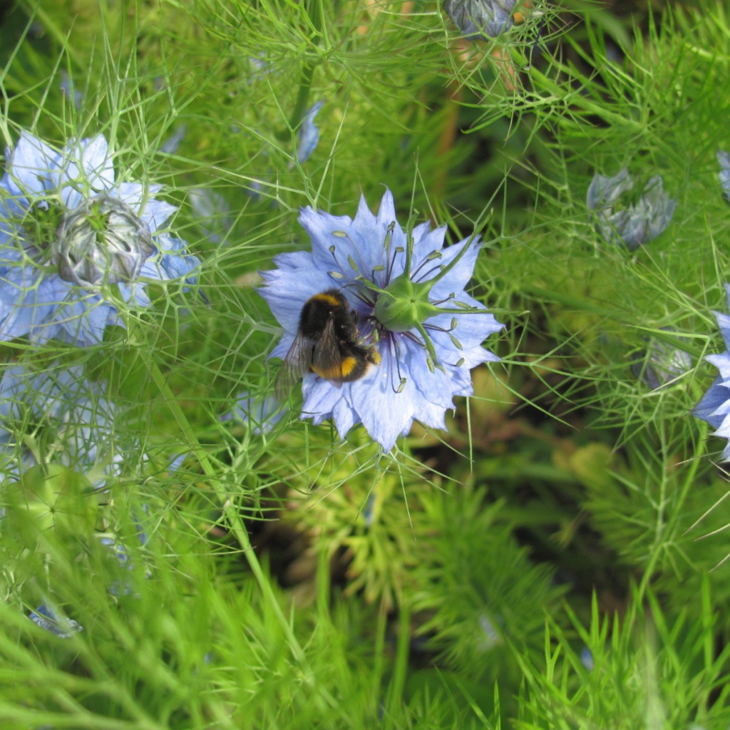 Шмель на голубом цветке
