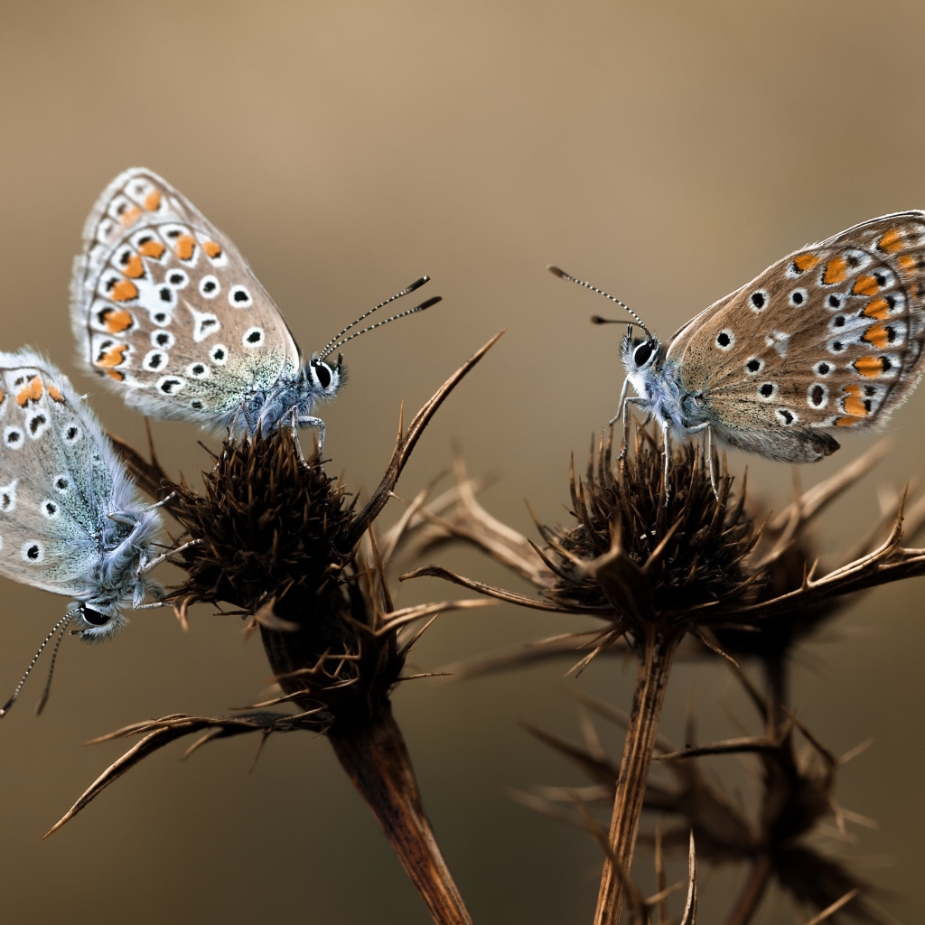 Бабочки на колючках