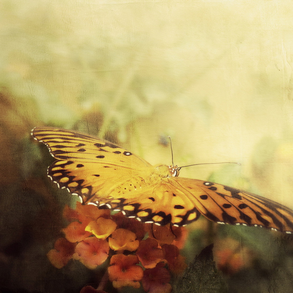 Бабочка в полете