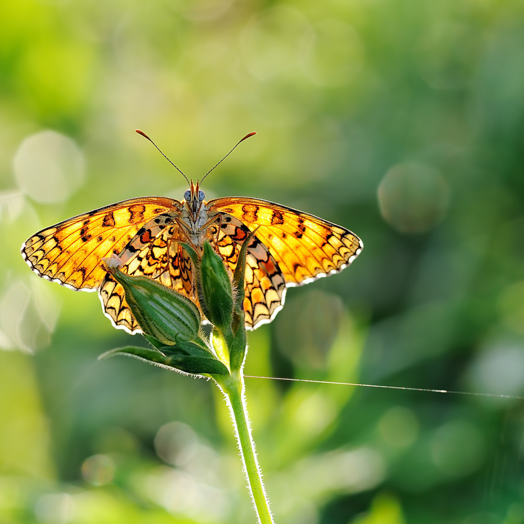 Бабочка на размытом фоне
