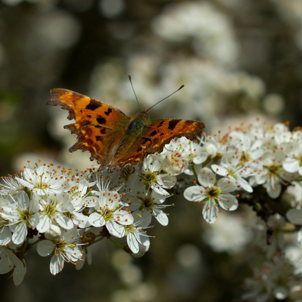 Бабочка на цветущем дереве