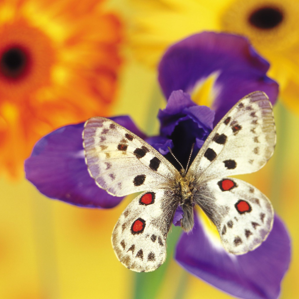 Бабочка на цветке