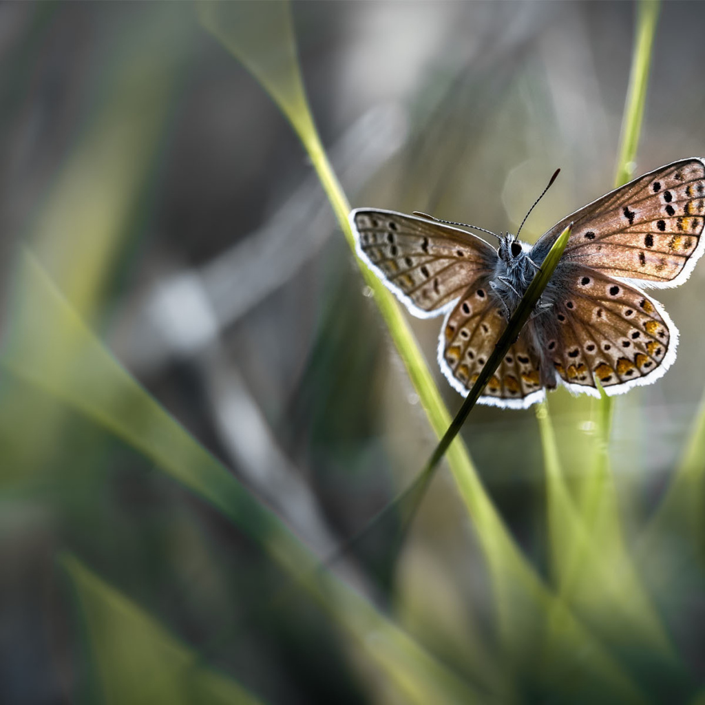 Бабочка на стебле
