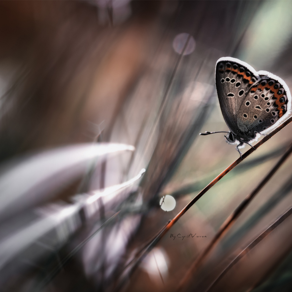 Бабочка на стебле