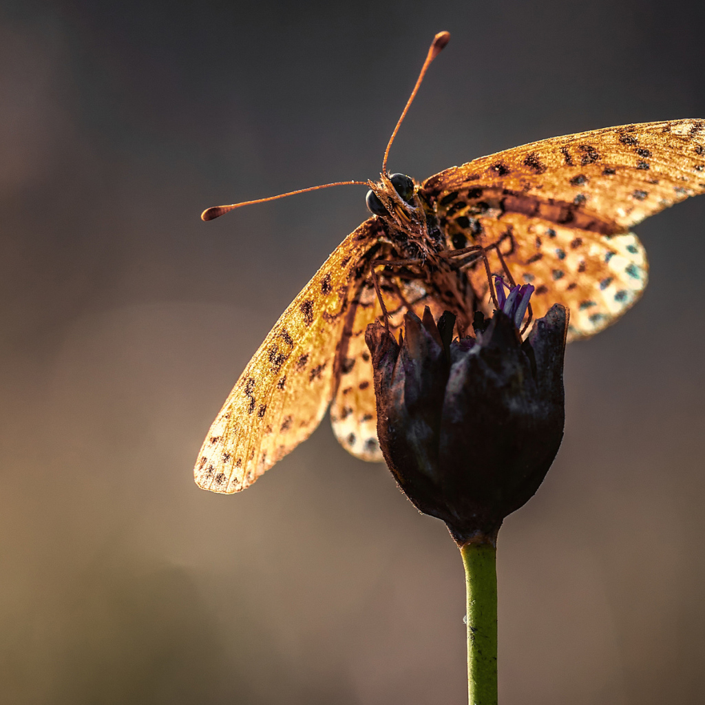 Бабочка на стебле цветка